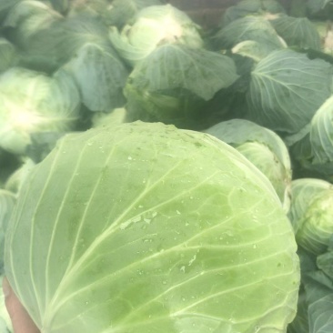 【精品批发】平包扁包菜产地直发，量大从优欢迎咨询服务周到
