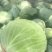 【精品批发】平包扁包菜产地直发，量大从优欢迎咨询服务周到
