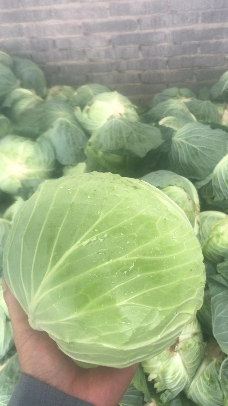【精品批发】平包扁包菜产地直发，量大从优欢迎咨询服务周到