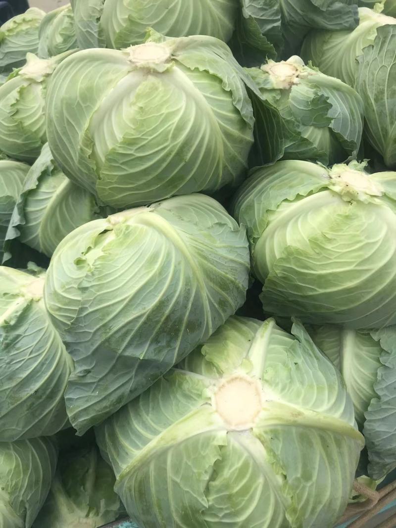 【精品批发】平包扁包菜产地直发，量大从优欢迎咨询服务周到