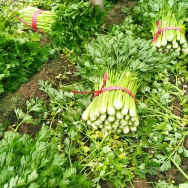 芹菜，西芹产地出售中，量大从优，欢迎选购