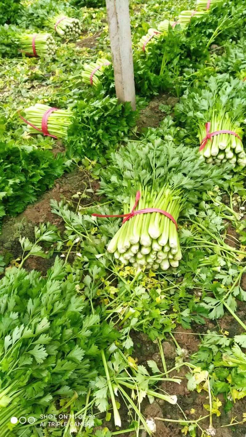 芹菜，西芹产地出售中，量大从优，欢迎选购