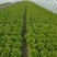 【热卖生菜】生菜新鲜供货散叶江苏产地可电话议价欢迎来电优惠