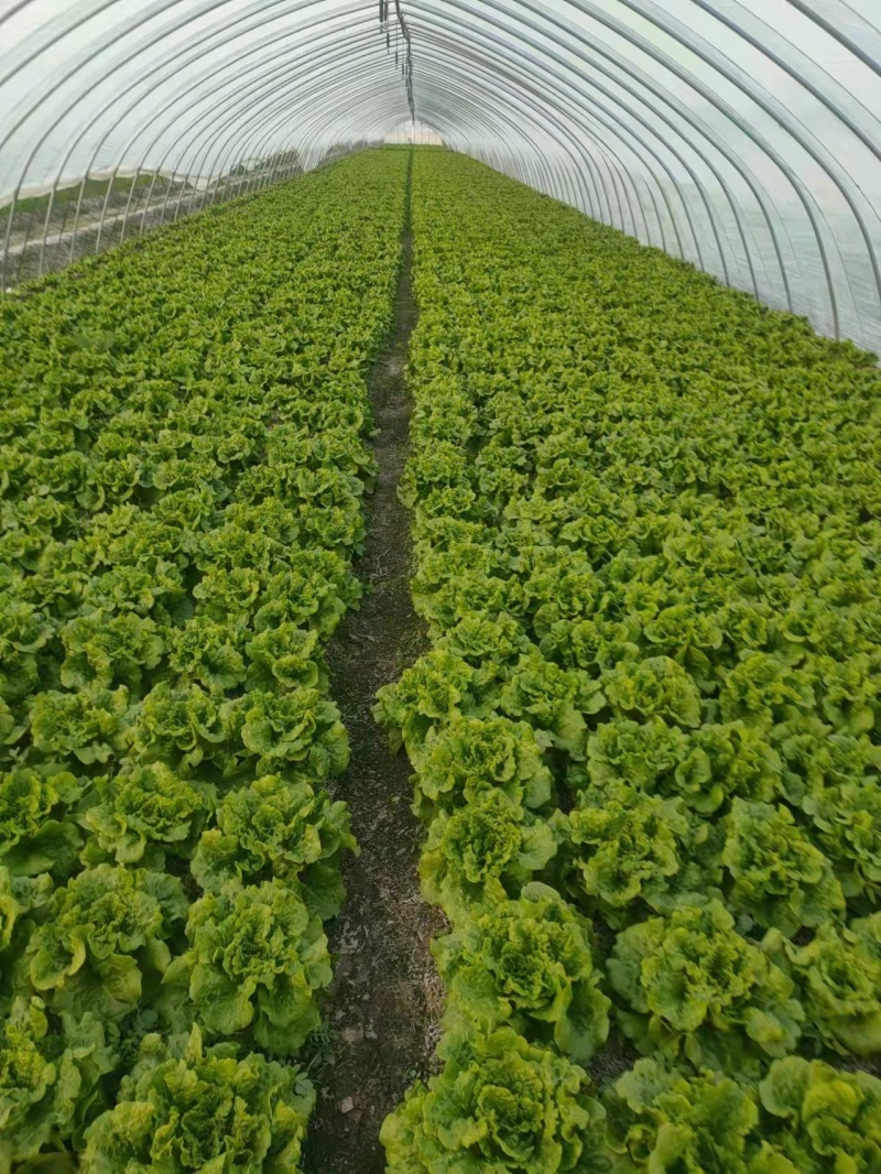 【热卖生菜】生菜新鲜供货散叶江苏产地可电话议价欢迎来电优惠