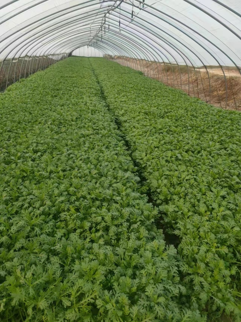 【热卖生菜】生菜新鲜供货散叶江苏产地可电话议价欢迎来电优惠