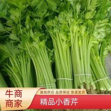 芹菜小香芹江苏淮安芹菜精品芹菜支持视频看货
