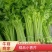 芹菜小香芹江苏淮安芹菜精品芹菜支持视频看货