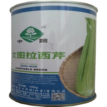 中蔬文图拉西芹种子西芹种籽芹菜种子大田高产浅绿芹菜种子