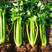 中蔬文图拉西芹种子西芹种籽芹菜种子大田高产浅绿芹菜种子