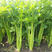 中蔬文图拉西芹种子西芹种籽芹菜种子大田高产浅绿芹菜种子