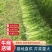 夏邑芹菜大量上市产地现割细中粗欢迎选购