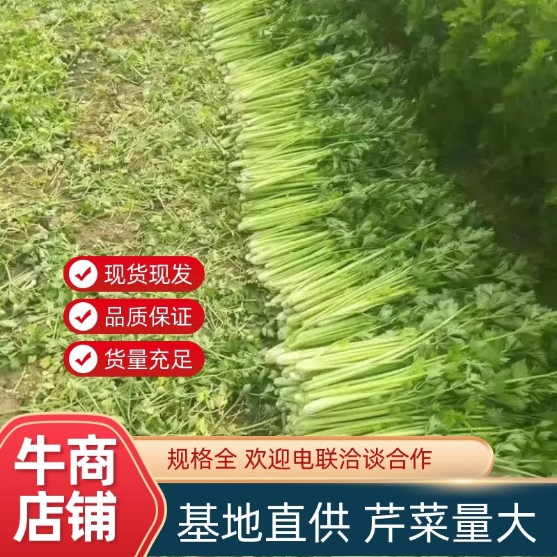 夏邑芹菜大量上市产地现割细中粗欢迎选购