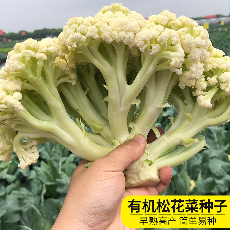 美青松85天台湾青梗松花菜种子中早熟耐热有机花菜菜花孑