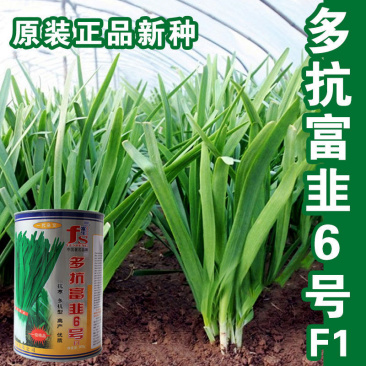 富生多抗富韭6号韭菜种子抗寒不休眠高产大田温棚韭菜种子