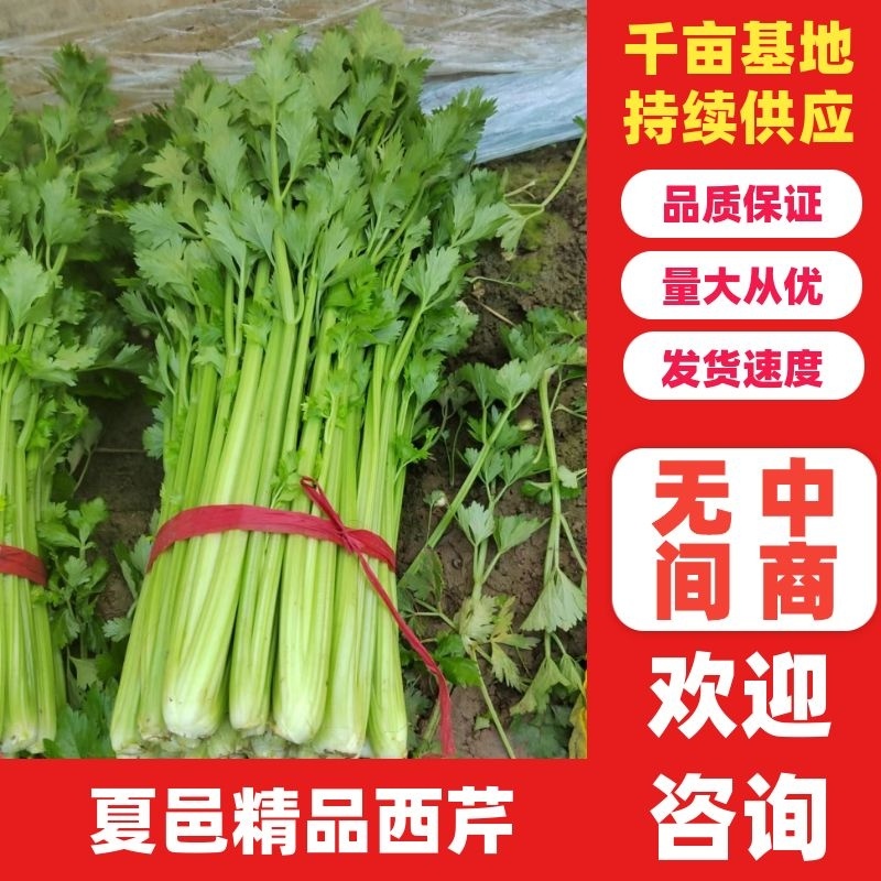 【好货】芹菜精品西芹供应各大市场电商商超欢迎咨询