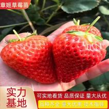 【推荐】章姬草莓苗脱毒苗基地一手货源品种纯正货源充足