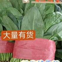 菠菜一手货源，量大从优，可视频看货，欢迎电话联系
