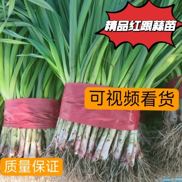 红根蒜苗一手货源，量大从优，可视频看货，欢迎电话联系