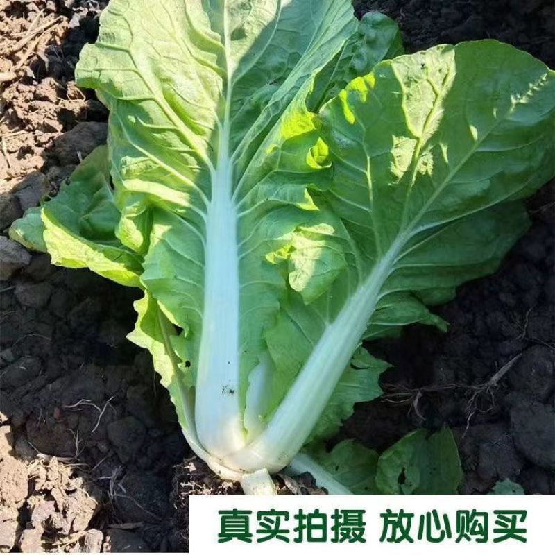 精品快菜，产地直发货源充足稳定，交通便利欢迎选购