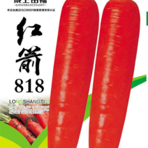 陇上田福红箭818胡萝卜种子品质保障欢迎联系