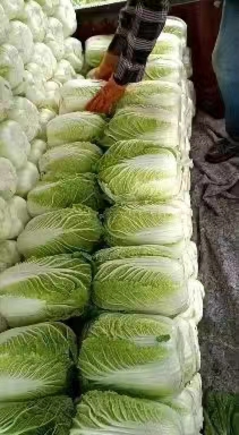 精品白菜吉林长春黄心白菜一手货源视频看货以质论价