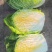 精品白菜吉林长春黄心白菜一手货源视频看货以质论价