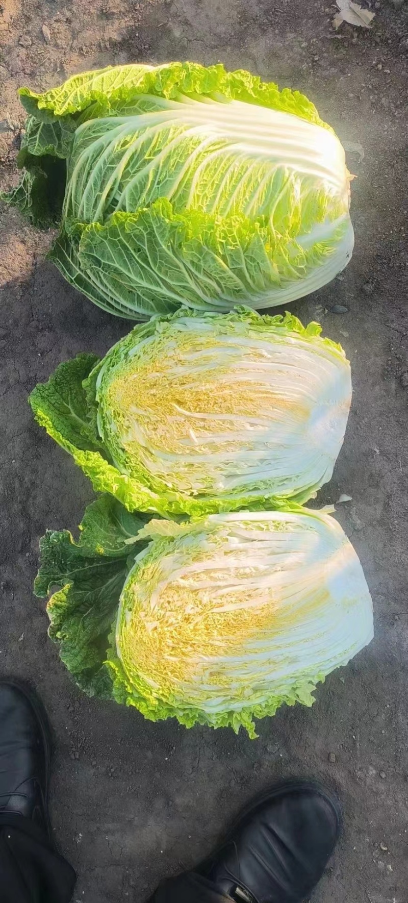 精品白菜吉林长春黄心白菜一手货源视频看货以质论价