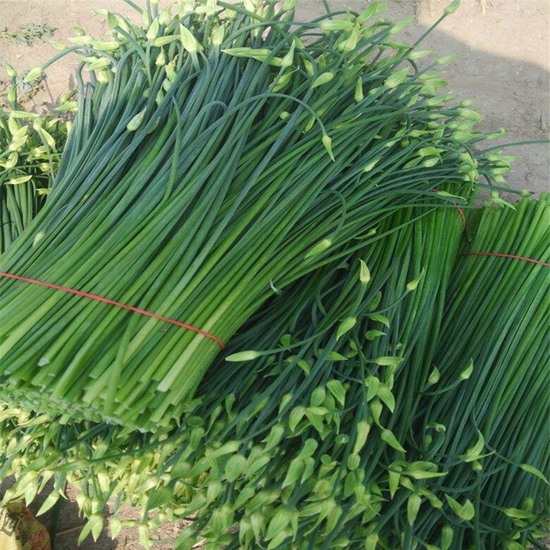 富生新育苔韭王种子韭苔种子韭菜早发耐寒抗病高产叶苔兼用型