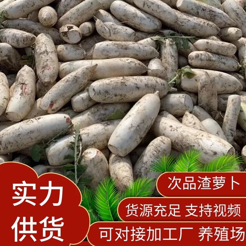 白萝卜渣萝卜，光头萝卜。次品萝卜对接加工厂，养殖场等