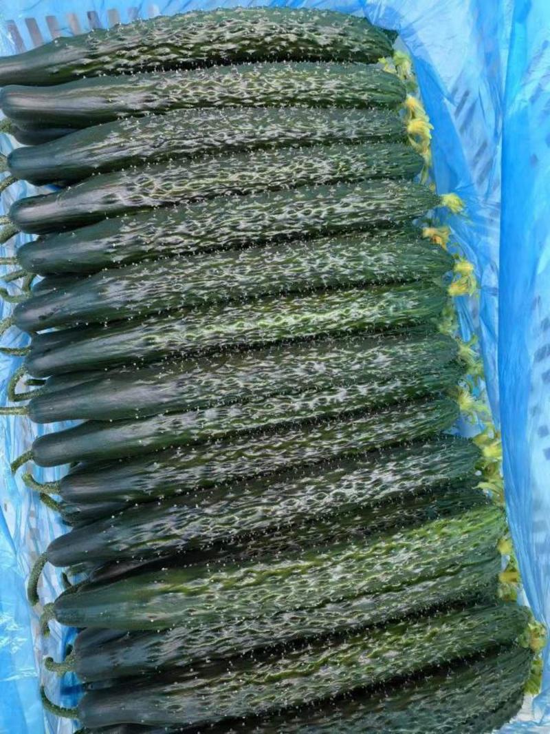 云南保山市精品密刺黄瓜，质量好量大，有喜欢的老板可以联系