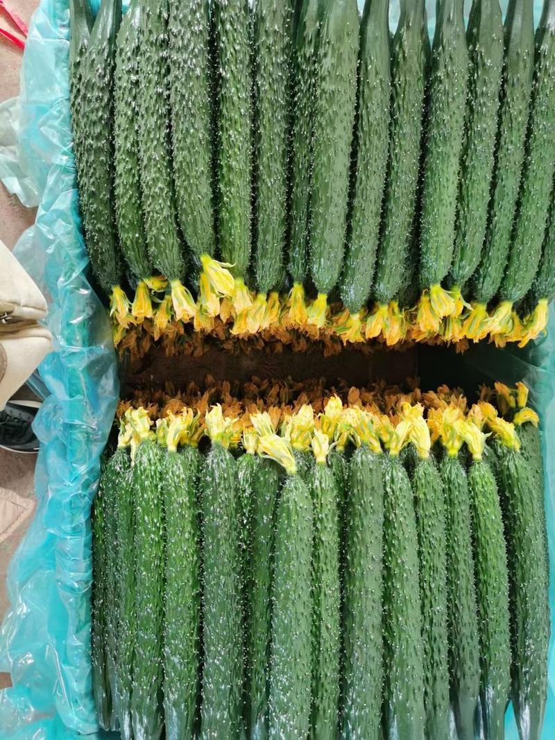 云南保山市精品密刺黄瓜，质量好量大，有喜欢的老板可以联系