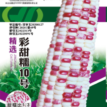 陇上田福鲜食玉米彩甜糯10号玉米种子