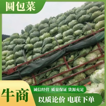 圆包菜，白菜，绿园一号，基地现货，皮色绿，价格优惠电联
