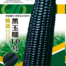 陇上田福鲜食玉米黑玉糯10号玉米种子，花青素含量高