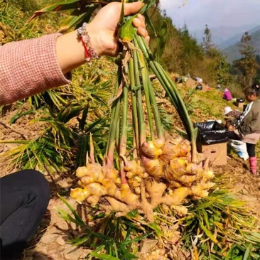 云南小黄姜山地老姜王新姜猪脚姜辛辣姜特价批发