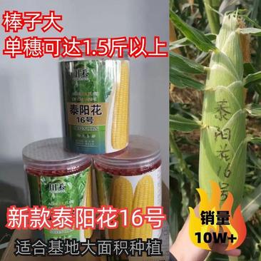 进口泰系太阳花水果玉米，甜玉米种子，新款泰阳花16号