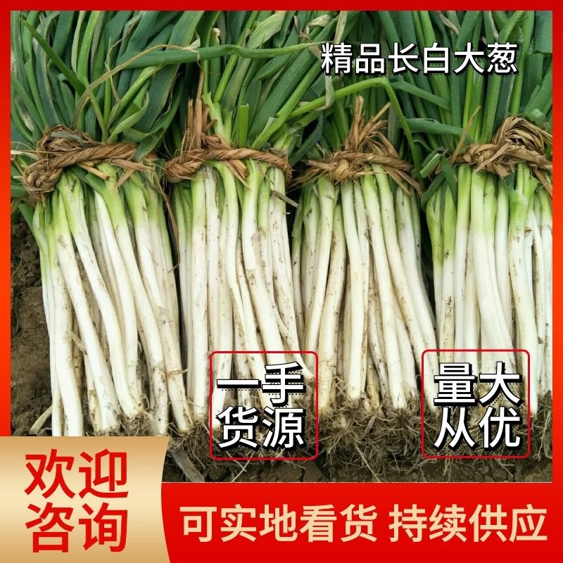 唐河县大葱菜农现挖，保质保量现要现挖葱白长，杆子直