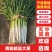 【大葱】南阳长白大葱大量出货中产地直发品质保证