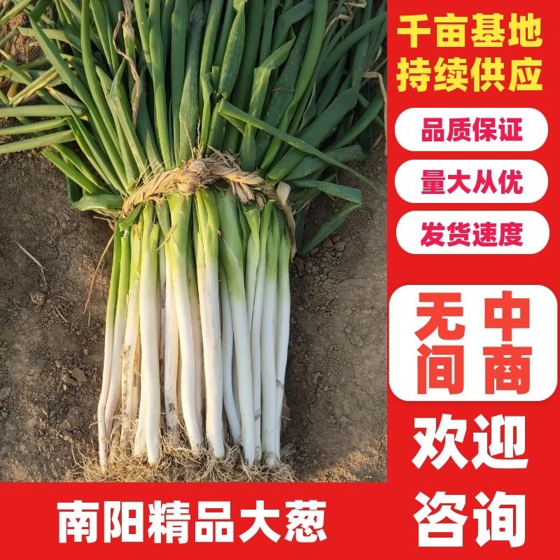 【大葱】南阳长白大葱大量出货中产地直发品质保证