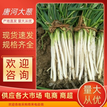 【优质】大葱唐河县长白大葱供应各大市场电商商超