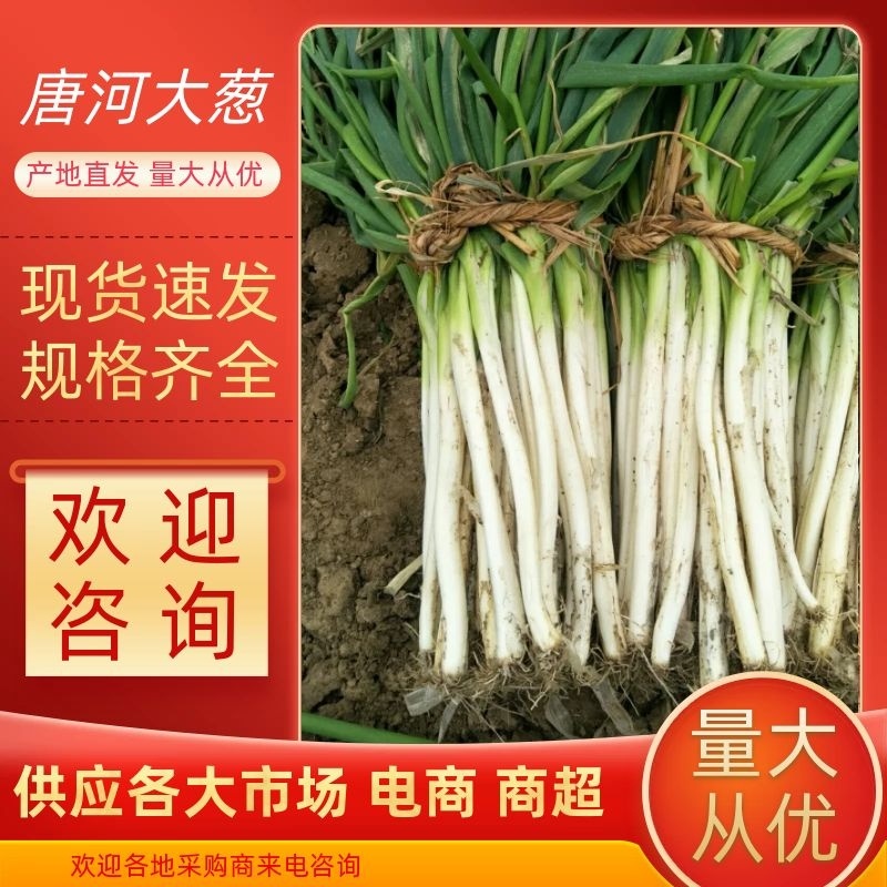 【优质】大葱唐河县长白大葱供应各大市场电商商超