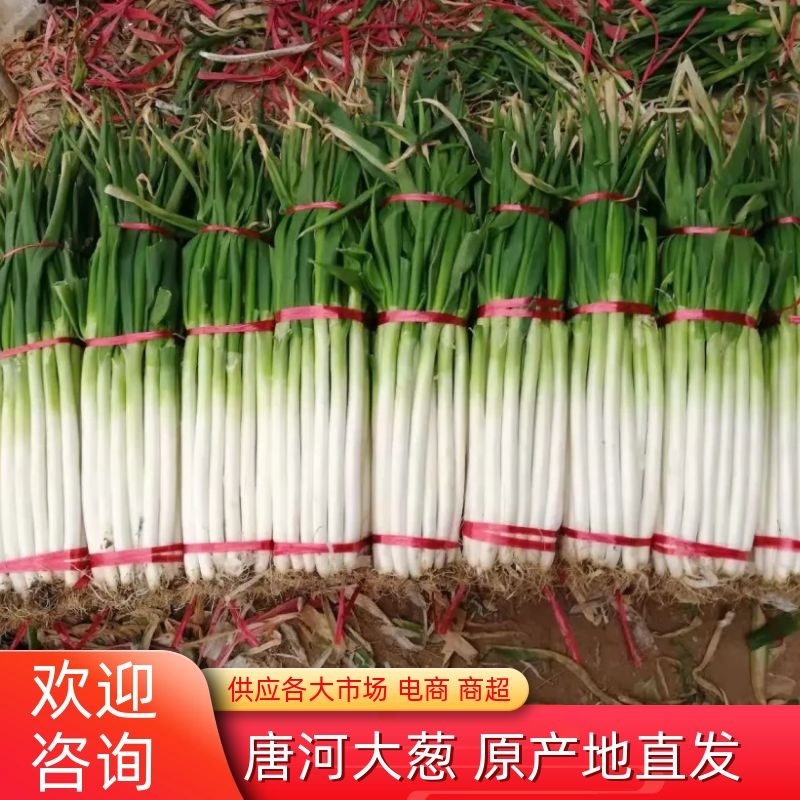 长白大葱唐河精品黄葱现挖现发品相好价格优