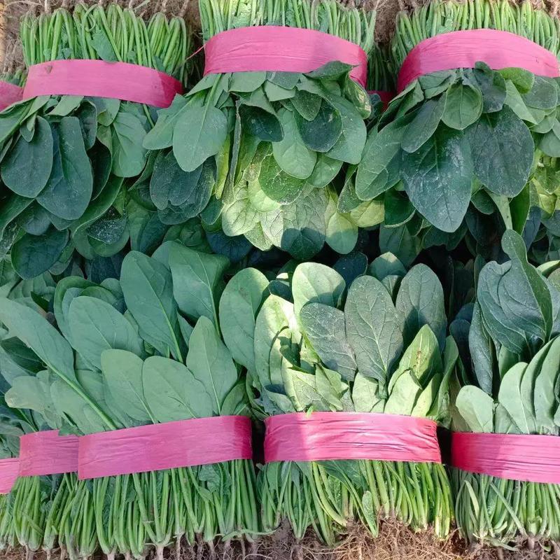 河南滑县精品菠菜质量保障视频看货量大从优一手货源欢迎来电