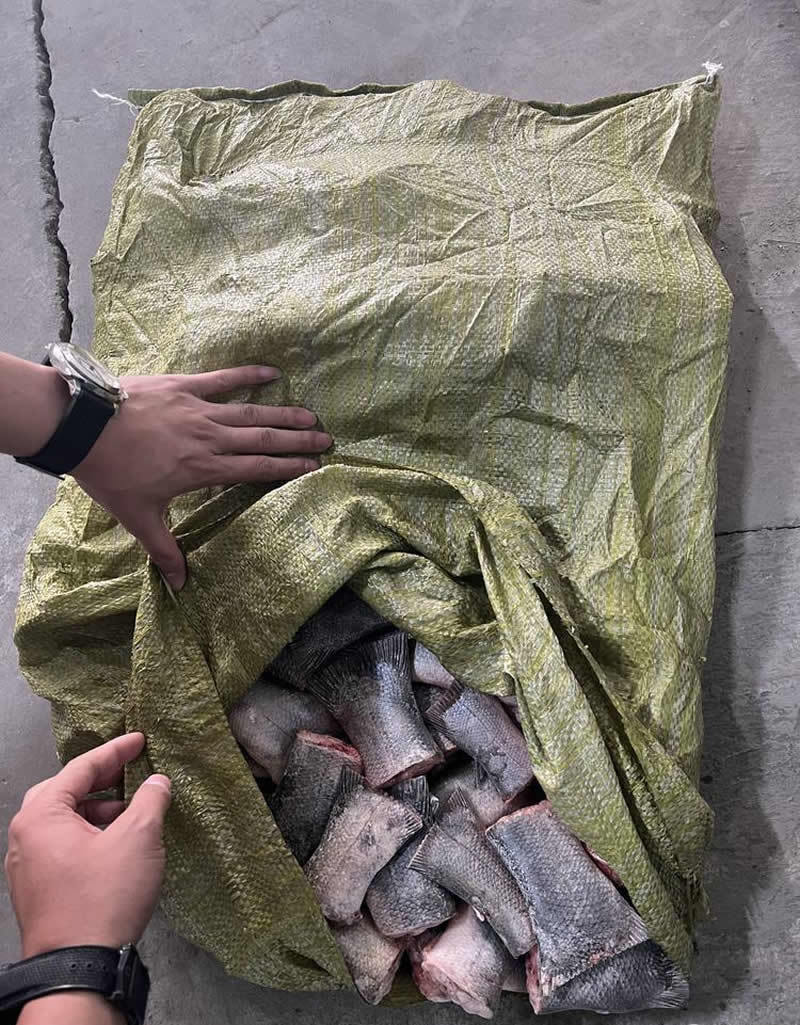 冷冻鱼尾白鲢鱼尾10KG/袋酒店餐饮商用食材/食品加工小
