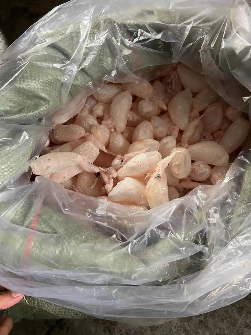 鲜鱼泡/鲜鱼鳔/鱼胶/鲢鱼泡/鲤鱼泡/鱼肚/鱼籽工厂直