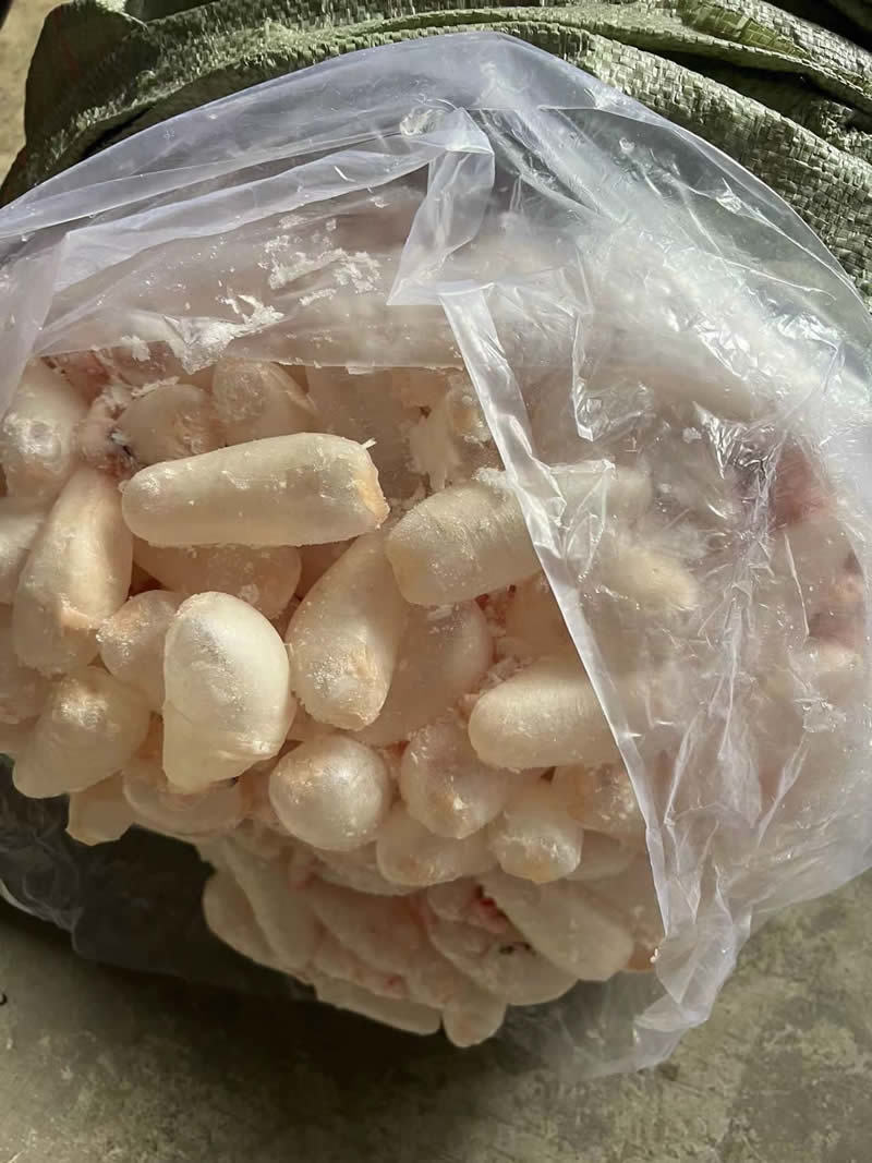鲜鱼泡/鲜鱼鳔/鱼胶/鲢鱼泡/鲤鱼泡/鱼肚/鱼籽工厂直