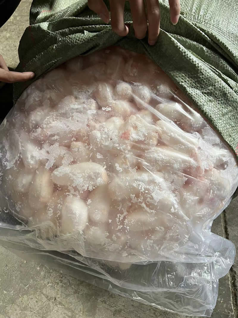 鲜鱼泡/鲜鱼鳔/鱼胶/鲢鱼泡/鲤鱼泡/鱼肚/鱼籽工厂直