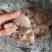 鲜鱼泡/鲜鱼鳔/鱼胶/鲢鱼泡/鲤鱼泡/鱼肚/鱼籽工厂直