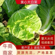 黄心大白菜，大量上市中，货源稳定，产地直发欢迎来电