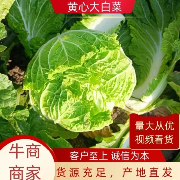 黄心大白菜，大量上市中，货源稳定，产地直发欢迎来电
